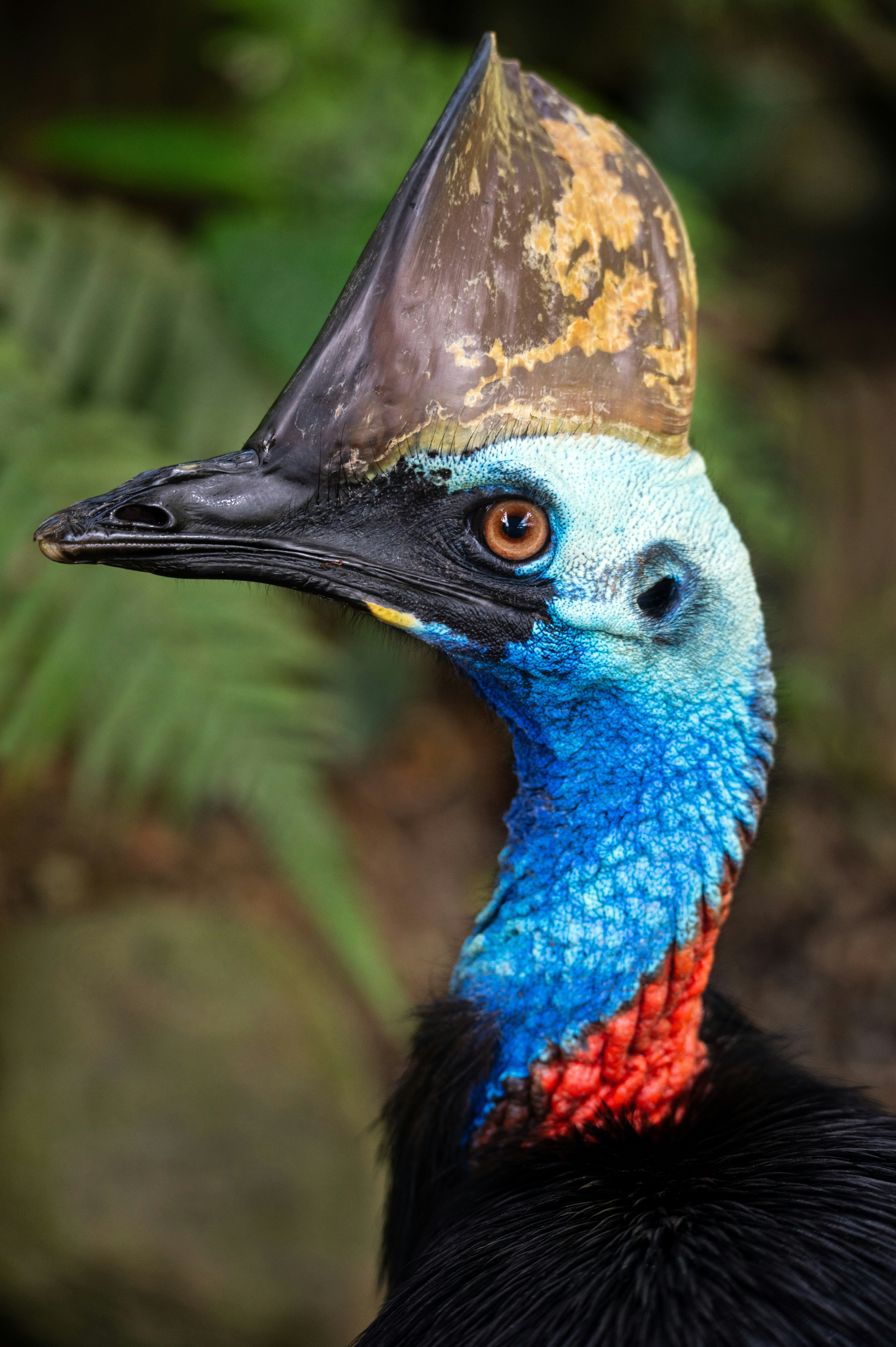 brown blue and green bird